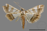 ǦW:Glyphodes pyloalis