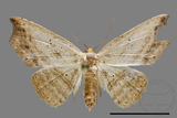 ǦW:Noctuidae sp.