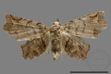 ǦW:Eutrogia morosa