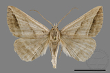 ǦW:Blasticorhinus bifasciata