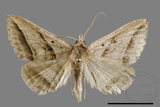 ǦW:Blasticorhinus bifasciata