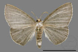 ǦW:Ennominae sp.