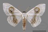 ǦW:Problepsis crassinotata