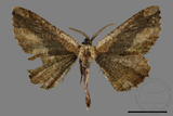 ǦW:Menophra anaplagiata