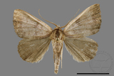 ǦW:Scedopla umbrosa