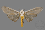 ǦW:Creatonotos transiens vacillans