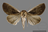 ǦW:Westermannia ellipticta ellipticta