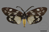 ǦW:Eterusia aedea formosana