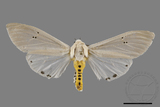 ǦW:Creatonotos transiens vacillans