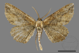 ǦW:Menophra anaplagiata