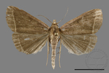 ǦW:Simplicia sp.