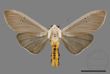 ǦW:Creatonotos transiens vacillans