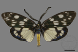 ǦW:Eterusia aedea formosana