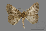 ǦW:Psilalcis pulveraria