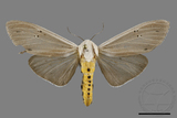 ǦW:Creatonotos transiens vacillans