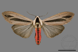 ǦW:Creatonotos gangis