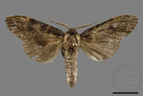 ǦW:Semidonta kosemponica