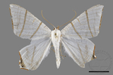 ǦW:Ourapteryx flavovirens