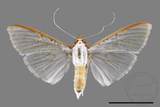 ǦW:Palpita sp.