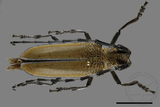 ǦW:Apriona rugicollis