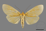 ǦW:Asota egens indica