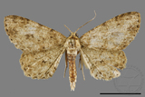 ǦW:Ectropis bhurmitra