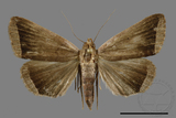 ǦW:Simplicia sp.