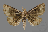 ǦW:Noctuidae sp.