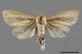 ǦW:Sesamia sp.