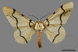 ǦW:Biston perclarus