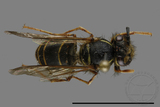 ǦW:Vespula flaviceps