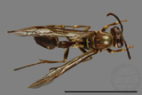 ǦW:Parapolybia nodosa