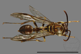 ǦW:Parapolybia nodosa