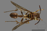 ǦW:Parapolybia nodosa