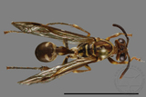 ǦW:Parapolybia nodosa