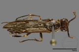 ǦW:Parapolybia nodosa