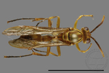 ǦW:Parapolybia takasagona