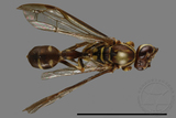 ǦW:Parapolybia nodosa