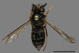 ǦW:Vespula flaviceps