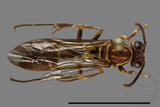 ǦW:Parapolybia nodosa