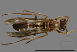 ǦW:Parapolybia nodosa