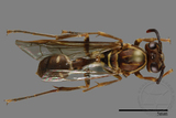 ǦW:Parapolybia nodosa