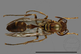 ǦW:Parapolybia nodosa