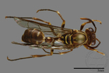 ǦW:Parapolybia nodosa