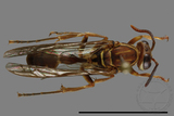 ǦW:Parapolybia nodosa