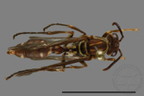 ǦW:Parapolybia nodosa