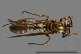 ǦW:Parapolybia nodosa