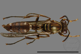 ǦW:Parapolybia nodosa