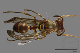 ǦW:Parapolybia nodosa