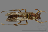 ǦW:Parapolybia nodosa